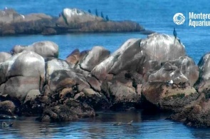 Bay Monterey Bay. Webcam Monterey online
