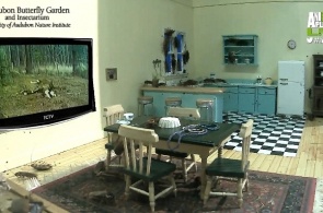 Cockroaches, web camera online in the insectarium in New Orleans