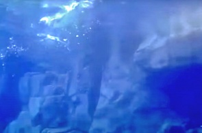 Underwater webcam in the penguin enclosure. Long Beach webcams