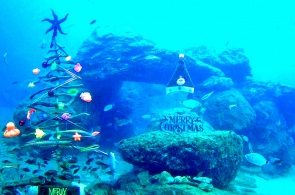 Underwater world in Karavostasi. Crete webcams