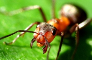 Ants, web camera online in the insectarium in New Orleans