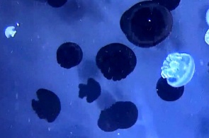 National Aquarium. Webcam Baltimore online