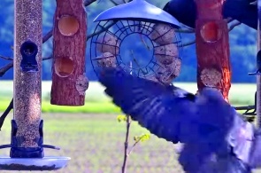 Bird feeders. Rekke webcams online