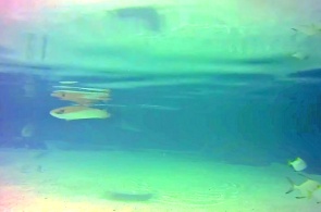 California Academy of Sciences, Sharks. San Francisco webcams