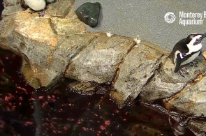 African penguins. Webcam Monterey online