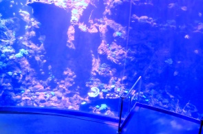 California Academy of Sciences, coral reef. San Francisco webcams